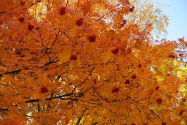 20 ASH TREE Mountain / Amur / Rowan - Sorbus Aucuparia Seeds